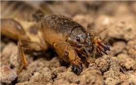 花生拌种 花生拌种
