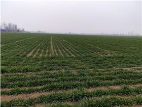 麦田杂草 麦田杂草