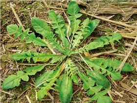 麦田杂草 麦田杂草