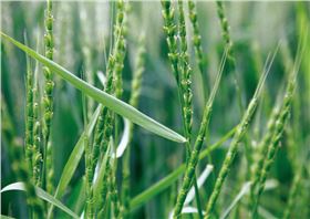 麦田杂草 麦田杂草