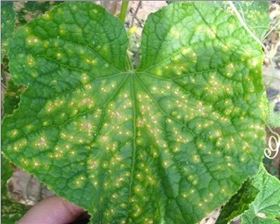 黄瓜霜霉病