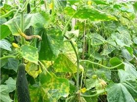 黄瓜霜霉病