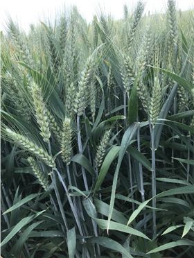 增加小麦产量 增加小麦产量