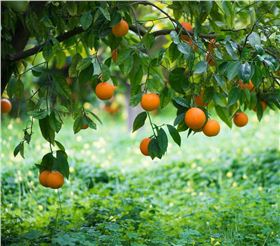 柑橘病虫害 柑橘病虫害