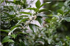 柑橘病虫害 柑橘病虫害