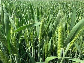 小麦抽穗期 小麦抽穗期