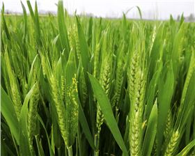 小麦抽穗期 小麦抽穗期
