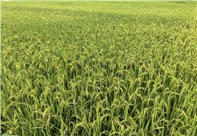 水稻增产方案，水稻