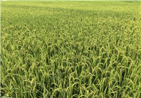 水稻增产方案,水稻 水稻增产方案,水稻