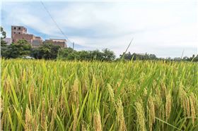 水稻增产方案,水稻 水稻增产方案,水稻