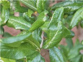 农用增效助剂 农用增效助剂