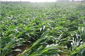 玉米倒伏 玉米倒伏