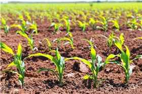 玉米倒伏 玉米倒伏