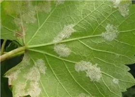 葡萄霜霉病