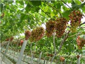 葡萄霜霉病 葡萄霜霉病