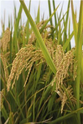 水稻病虫害 水稻病虫害