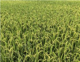 水稻病虫害 水稻病虫害