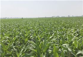 玉米控旺 玉米控旺