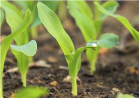 玉米灰飞虱 玉米灰飞虱