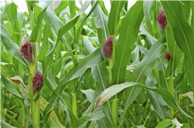 玉米高产 玉米高产