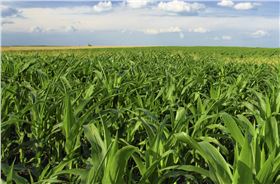 玉米高产 玉米高产