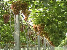 葡萄霜霉病 葡萄霜霉病