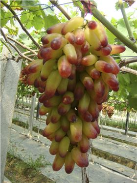 葡萄霜霉病 葡萄霜霉病