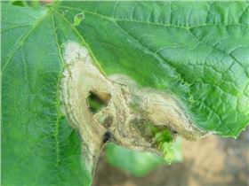 黄瓜灰霉病 黄瓜灰霉病