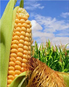 玉米增产 玉米增产