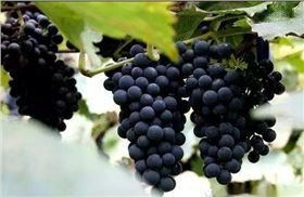 葡萄成熟期 葡萄成熟期