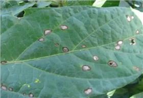 大豆灰斑病 大豆灰斑病