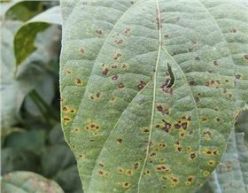 大豆灰斑病 大豆灰斑病