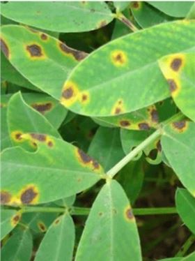 花生叶斑病 花生叶斑病