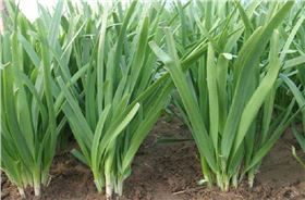 韭菜种植 韭菜种植