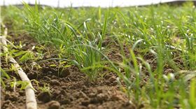 韭菜种植 韭菜种植