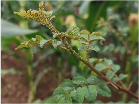 花椒蚜虫 花椒蚜虫