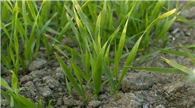 小麦拌种剂 小麦拌种剂