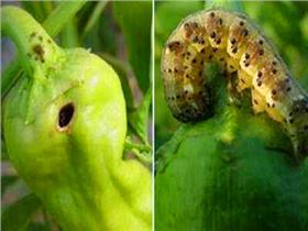 辣椒虫害 辣椒虫害