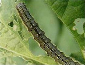 辣椒虫害 辣椒虫害