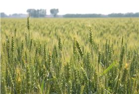 小麦拌种剂 小麦拌种剂