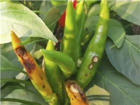 辣椒炭疽病 辣椒炭疽病