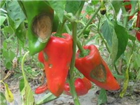辣椒炭疽病 辣椒炭疽病