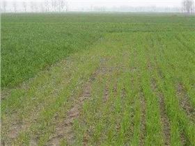 冬小麦除草 冬小麦除草