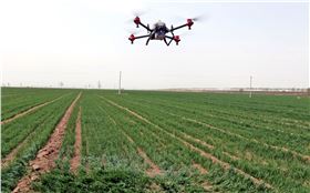 冬小麦除草 冬小麦除草