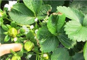 草莓缺素症 草莓缺素症