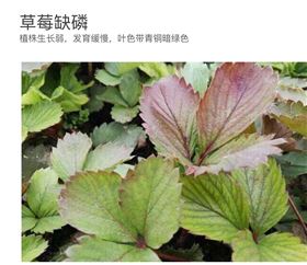 草莓缺素症 草莓缺素症