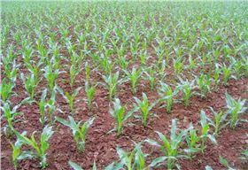 促进小麦分蘖-领先化工小麦