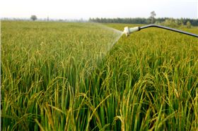 促进小麦分蘖-领先化工小麦