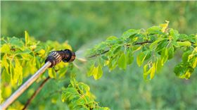 海藻肥好用么?海藻肥有哪些作用-领先化工水溶肥海藻