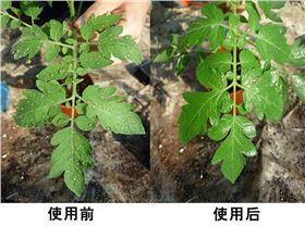 小虫助剂作用农药增效助剂-领先化工助剂厂家